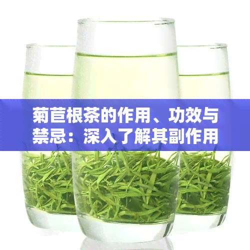 菊苣根茶的作用、功效与禁忌：深入了解其副作用