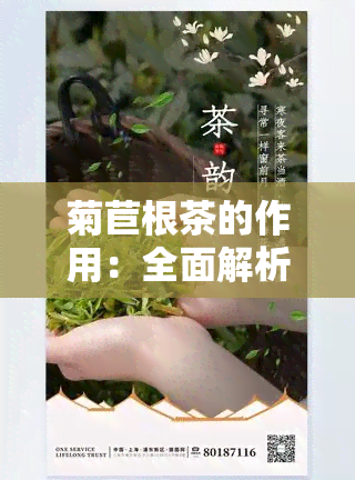 菊苣根茶的作用：全面解析其功效与作用