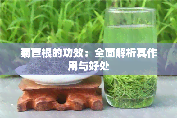 菊苣根的功效：全面解析其作用与好处