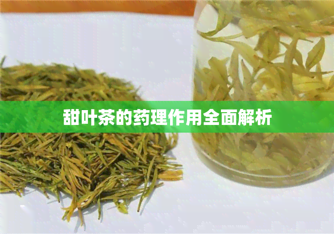 甜叶茶的理作用全面解析