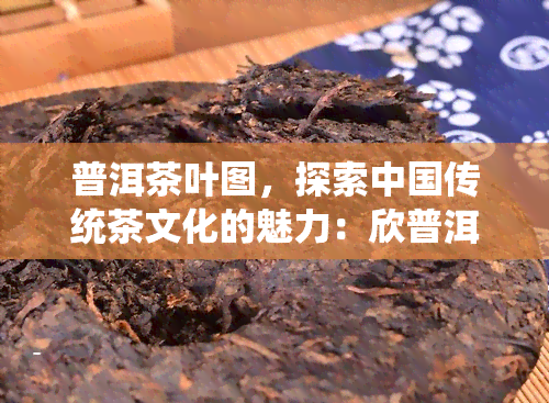 普洱茶叶图，探索中国传统茶文化的魅力：欣普洱茶叶的美丽图片