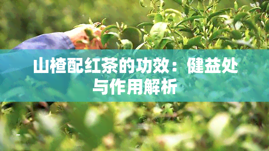 山楂配红茶的功效：健益处与作用解析