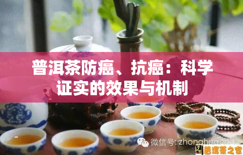 普洱茶防癌、抗癌：科学证实的效果与机制