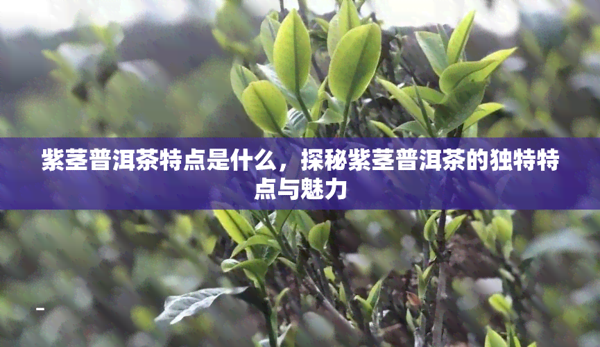 紫茎普洱茶特点是什么，探秘紫茎普洱茶的独特特点与魅力