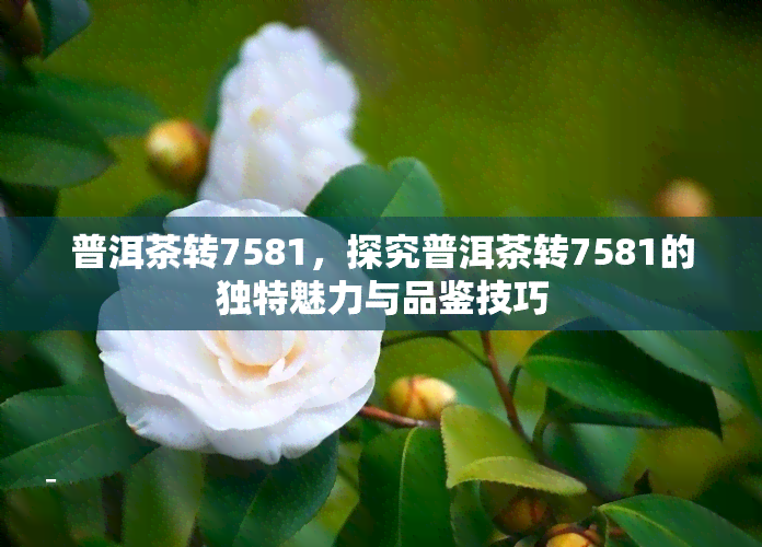 普洱茶转7581，探究普洱茶转7581的独特魅力与品鉴技巧