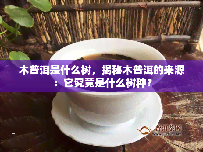 木普洱是什么树，揭秘木普洱的来源：它究竟是什么树种？