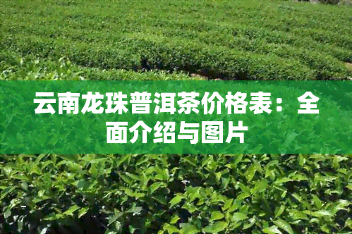 云南龙珠普洱茶价格表：全面介绍与图片