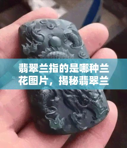 翡翠兰指的是哪种兰花图片，揭秘翡翠兰：它是一种什么样的兰花？看图解惑！