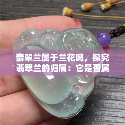 翡翠兰属于兰花吗，探究翡翠兰的归属：它是否属于兰花呢？