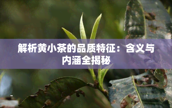 解析黄小茶的品质特征：含义与内涵全揭秘