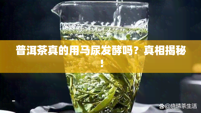 普洱茶真的用马尿发酵吗？真相揭秘！