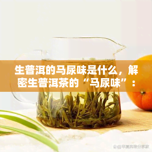 生普洱的马尿味是什么，解密生普洱茶的“马尿味”：它究竟是什么？