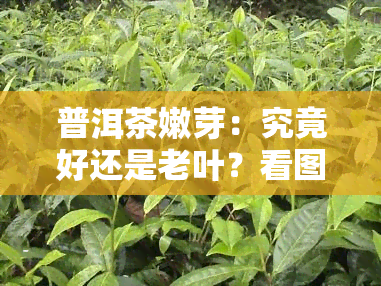 普洱茶嫩芽：究竟好还是老叶？看图揭晓！