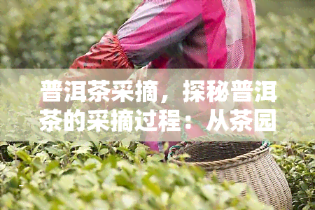 普洱茶采摘，探秘普洱茶的采摘过程：从茶园到茶杯的每一个步骤