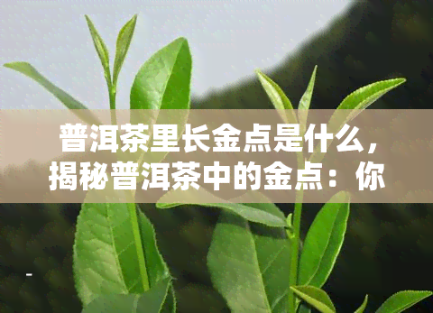 普洱茶里长金点是什么，揭秘普洱茶中的金点：你知道它们是什么吗？