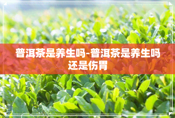 普洱茶是养生吗-普洱茶是养生吗还是伤胃