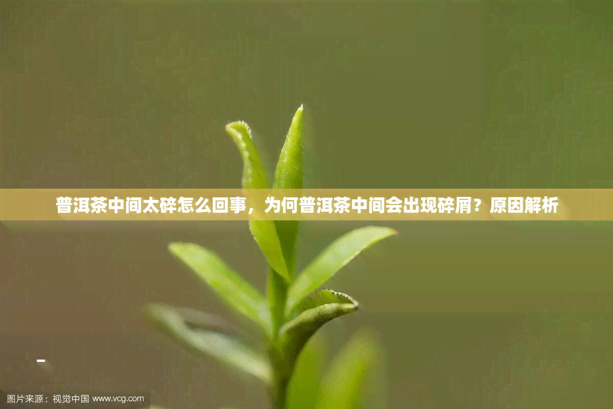 普洱茶中间太碎怎么回事，为何普洱茶中间会出现碎屑？原因解析