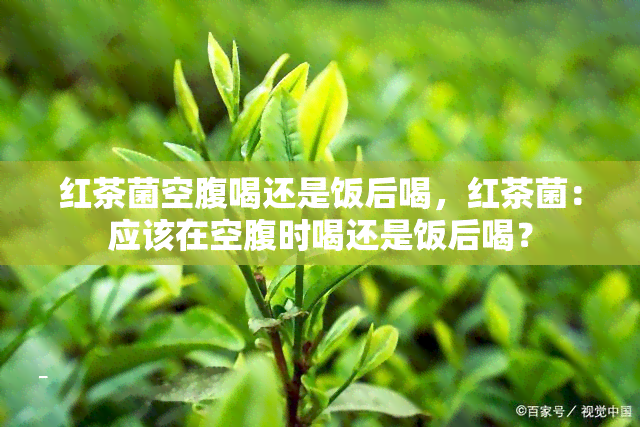 红茶菌空腹喝还是饭后喝，红茶菌：应该在空腹时喝还是饭后喝？