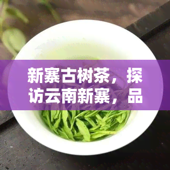 新寨古树茶，探访云南新寨，品味千年古树茶的韵味