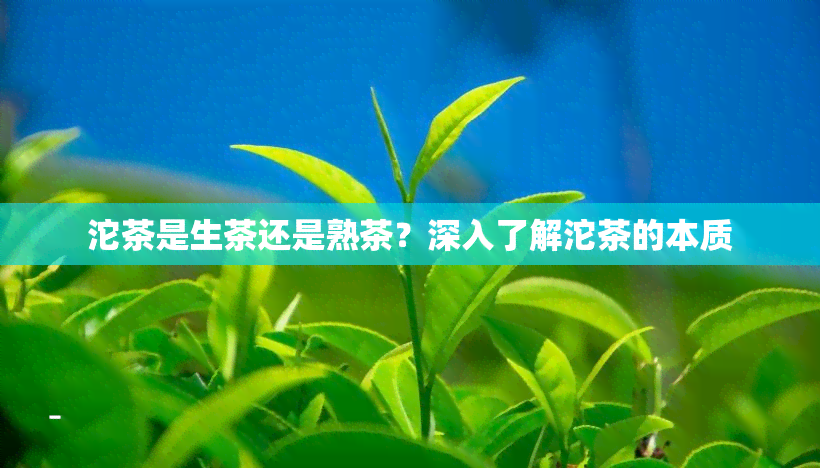 沱茶是生茶还是熟茶？深入了解沱茶的本质