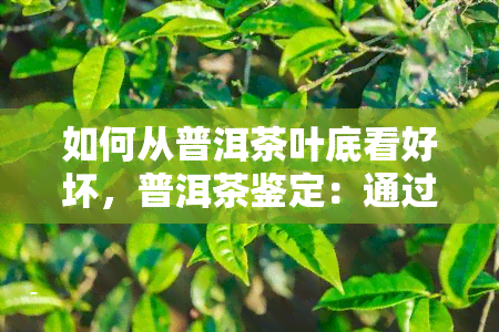 如何从普洱茶叶底看好坏，普洱茶鉴定：通过茶叶底判断好坏的方法