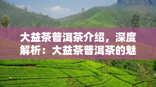 大益茶普洱茶介绍，深度解析：大益茶普洱茶的魅力与特点