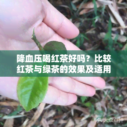 降血压喝红茶好吗？比较红茶与绿茶的效果及适用人群