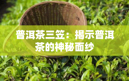 普洱茶三笠：揭示普洱茶的神秘面纱