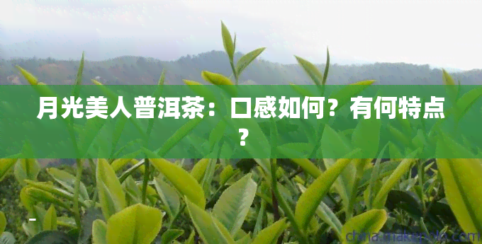 月光美人普洱茶：口感如何？有何特点？