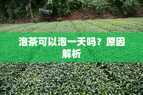 泡茶可以泡一天吗？原因解析