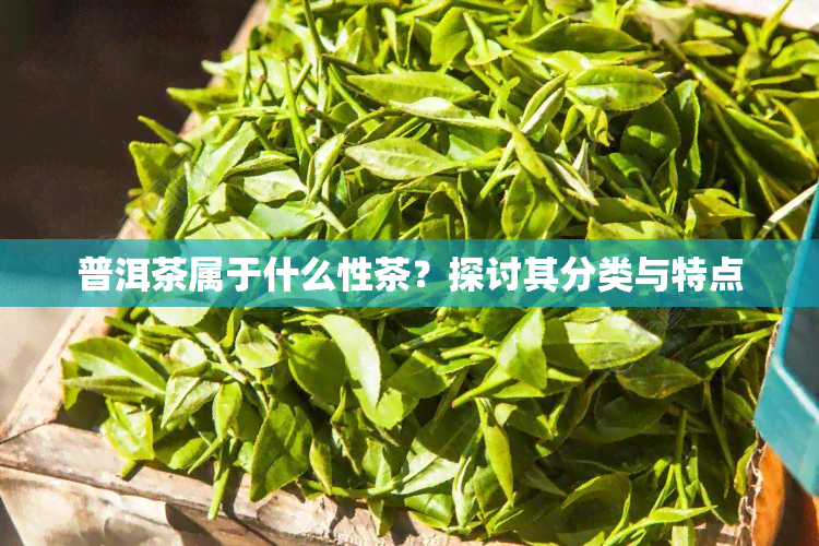 普洱茶属于什么性茶？探讨其分类与特点