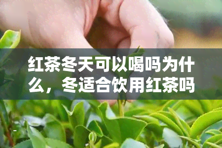 红茶冬天可以喝吗为什么，冬适合饮用红茶吗？原因解析