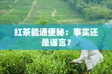 红茶能通便秘：事实还是谣言？