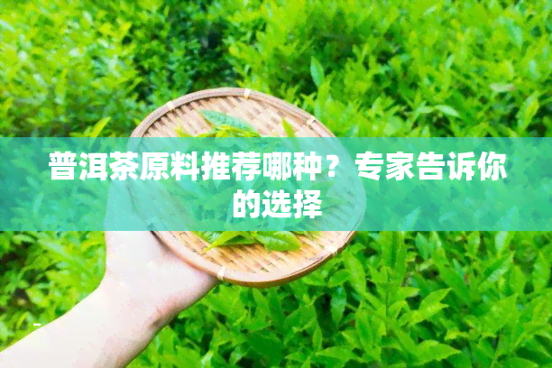 普洱茶原料推荐哪种？专家告诉你的选择