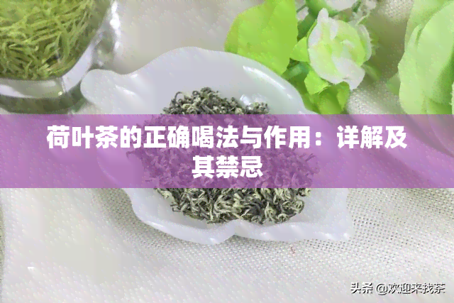 荷叶茶的正确喝法与作用：详解及其禁忌