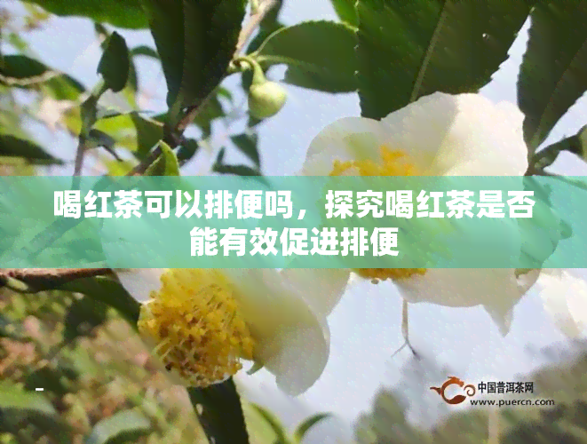 喝红茶可以排便吗，探究喝红茶是否能有效促进排便