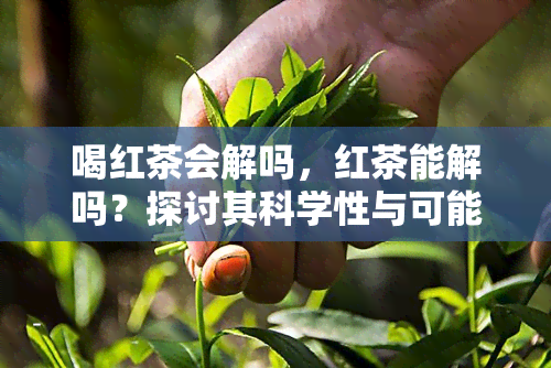 喝红茶会解吗，红茶能解吗？探讨其科学性与可能的风险