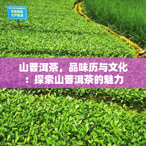 山普洱茶，品味历与文化：探索山普洱茶的魅力