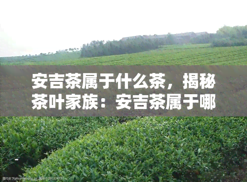 安吉茶属于什么茶，揭秘茶叶家族：安吉茶属于哪一类？