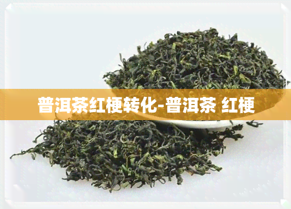 普洱茶红梗转化-普洱茶 红梗