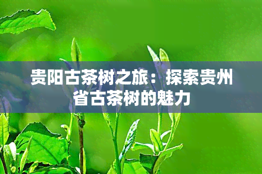 贵阳古茶树之旅：探索贵州省古茶树的魅力