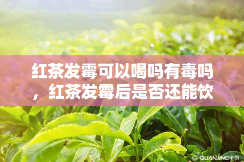 红茶发霉可以喝吗有吗，红茶发霉后是否还能饮用？是否有？