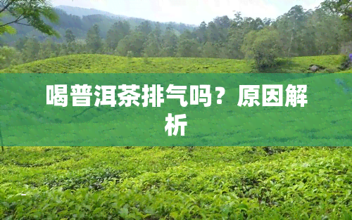 喝普洱茶排气吗？原因解析