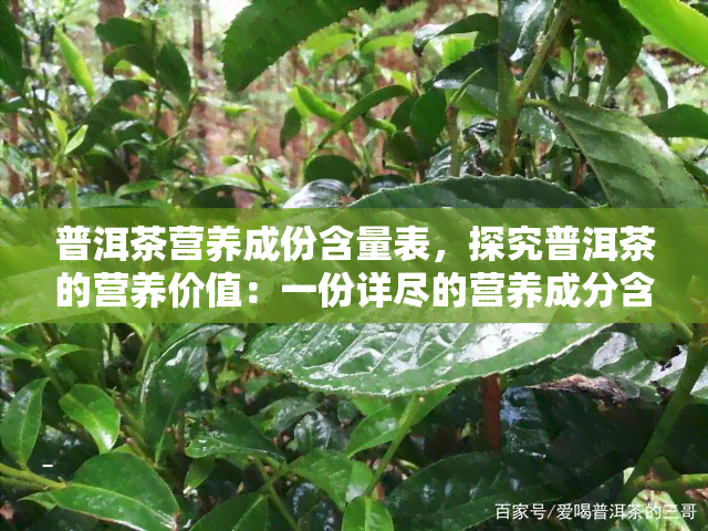 普洱茶营养成份含量表，探究普洱茶的营养价值：一份详尽的营养成分含量表