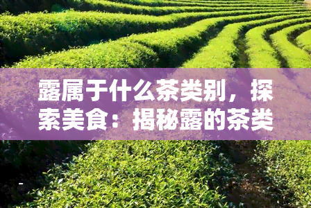 露属于什么茶类别，探索美食：揭秘露的茶类别归属