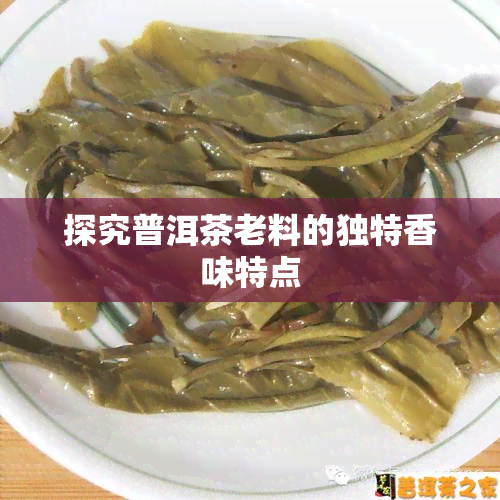 探究普洱茶老料的独特香味特点