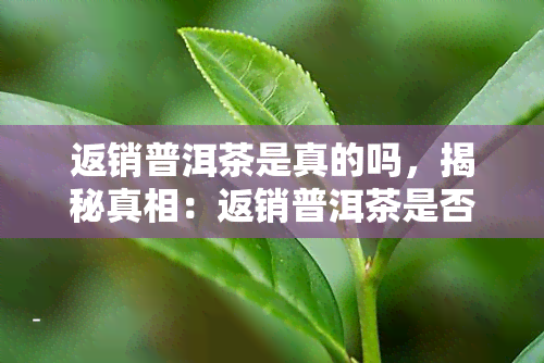 返销普洱茶是真的吗，揭秘真相：返销普洱茶是否真实存在？