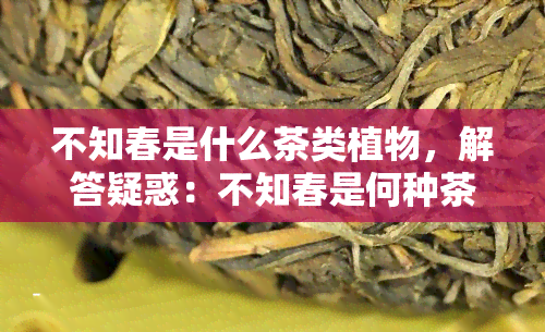 不知春是什么茶类植物，解答疑惑：不知春是何种茶类植物？