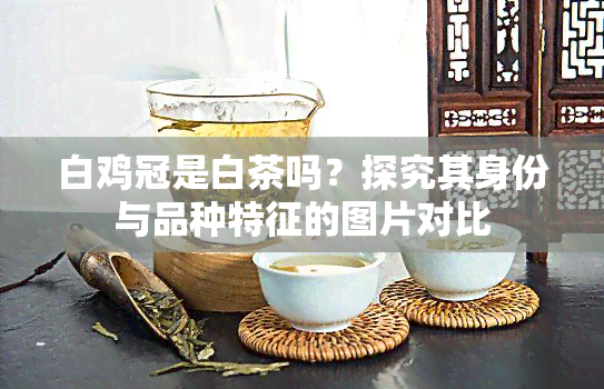 白鸡冠是白茶吗？探究其身份与品种特征的图片对比