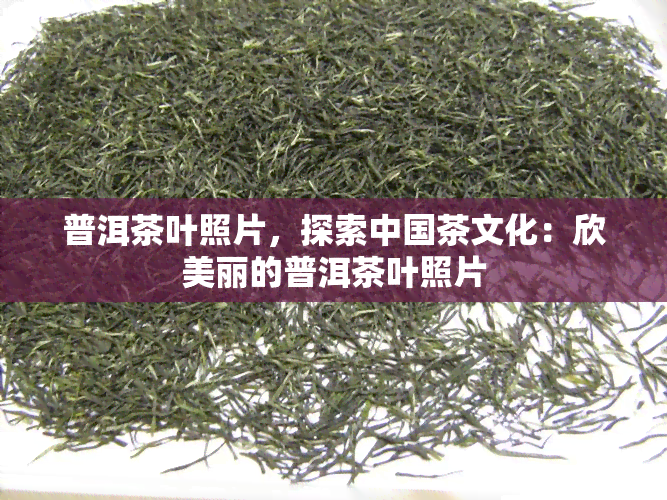 普洱茶叶照片，探索中国茶文化：欣美丽的普洱茶叶照片